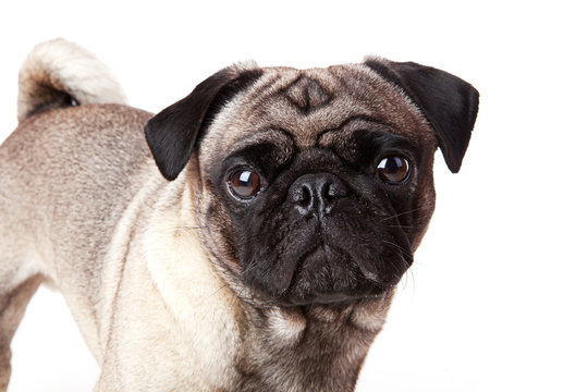 Mopsgesicht