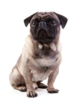 Sitzender Mops von vorne