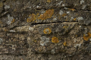lichen on stone