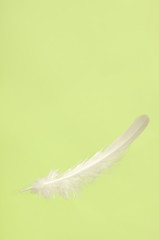 Falling White Feather