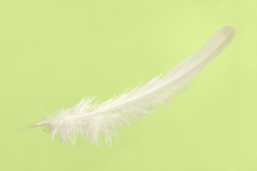 Obraz premium Falling White Feather