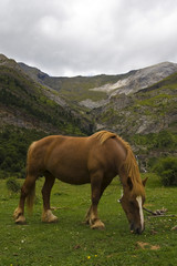 caballo en valle de pirineos