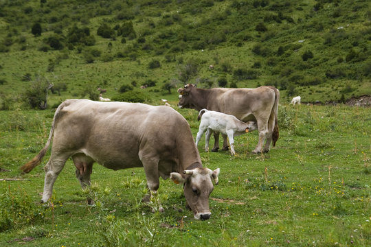vacas pastando en Pirineos