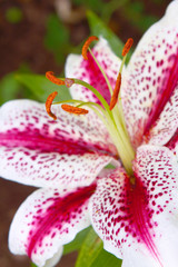 Lilium