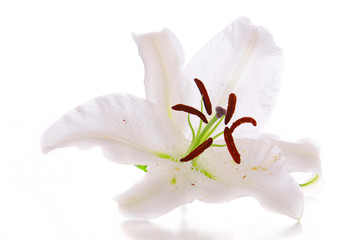 Lilie © Swetlana Wall