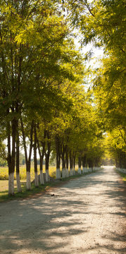 Fototapeta Road