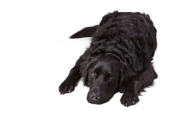 Bettvorleger Labrador Retriever Mischling schwarz