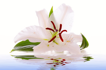 Wellness,Lilium © Swetlana Wall