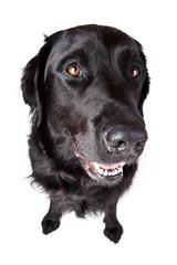 großer schwarzer Hund mit großer Nase und kleinen Füßen