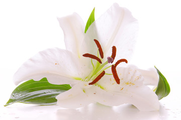 white lily flower © Swetlana Wall