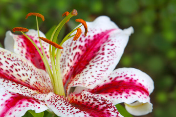 pink lily © Swetlana Wall
