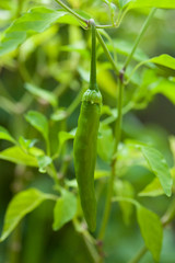 vegetables[cayenne]_05