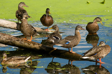 Multiple Ducks