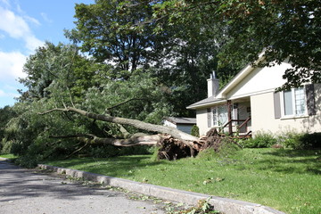 Private house, fallen tree after a heavy summer storm