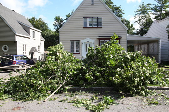 Fallen trees after a heavy summer storm or hurricane in summer