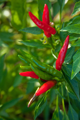 vegetables[cayenne]_10