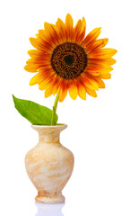 beautiful sunflower in a vase isolated on white