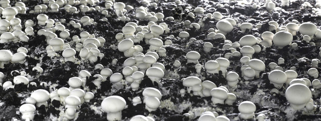 mushroom farm