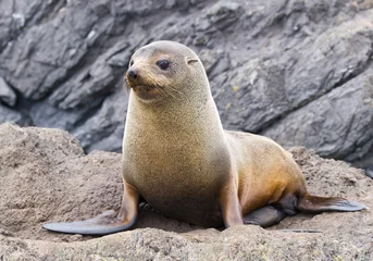 Poster Fur seal New Zealand © paradoxdes