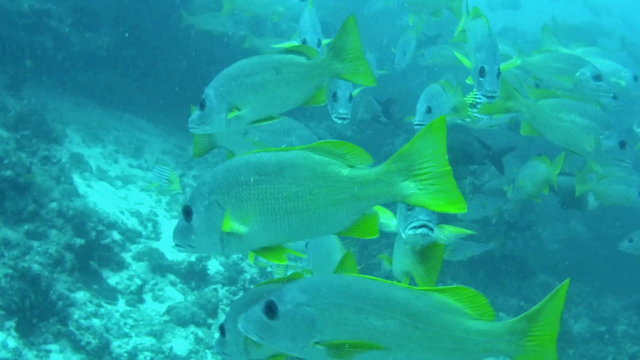 Shoal of snapper  fish on the reef