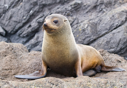 Fur Seal New Zealand