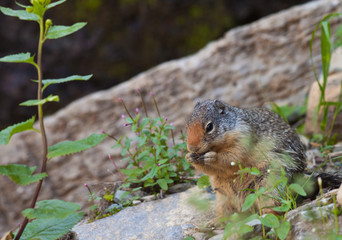 Marmot eating