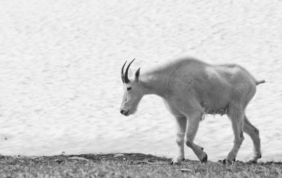 Shedding Mountain Goat