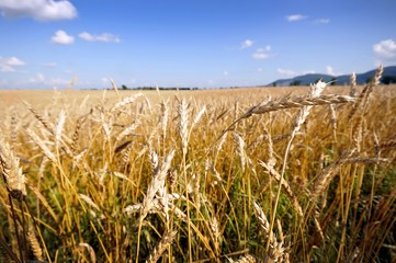 Golden wheat field and blue sky background