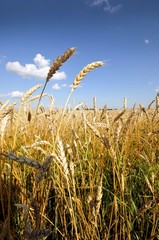 Golden wheat field and blue sky background