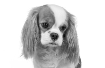 cavalier king charles spaniel