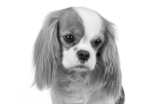 Cavalier King Charles Spaniel