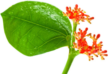 jatropha, médicinier