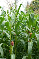 Corn in the cornfield