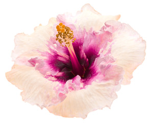 rose de Chine, Hibiscus