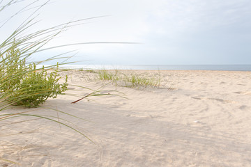 Fototapeta na wymiar Grass on the beach.