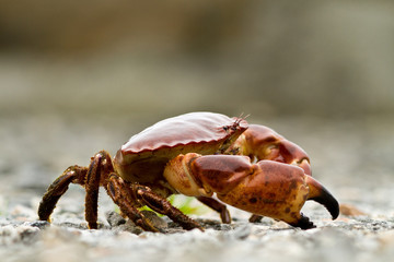 Crab on the beach