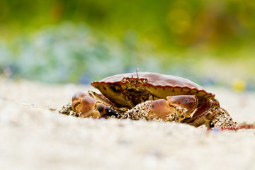 Crab on the beach