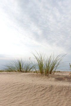 Grass on the beach. © Janis Smits