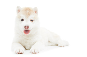 Obraz premium one Siberian husky puppy isolated