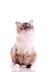 chat Sacré de Birmanie sur fond blanc
