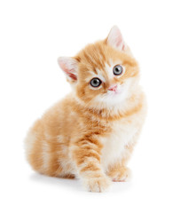 British Shorthair kitten cat isolated - 34995941