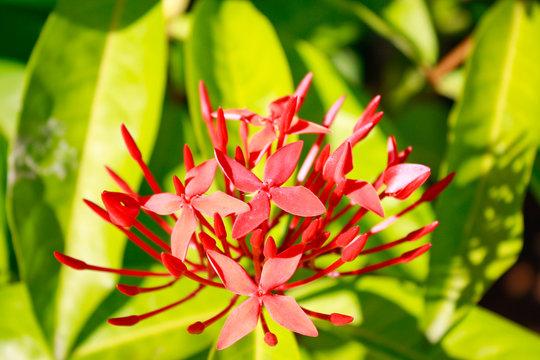 Red Ixora flower