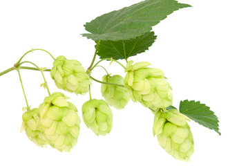 hop cones