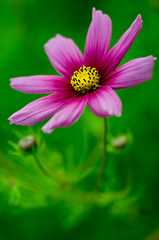 Obraz premium Beautiful Cosmos Flower