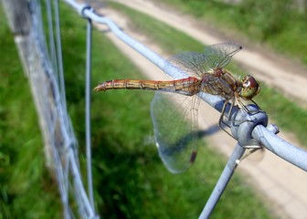 Libelle