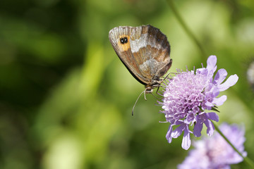 Papillon sur fleur mauve