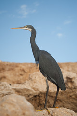 Fototapeta premium heron dark