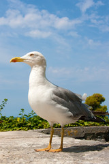 Gull