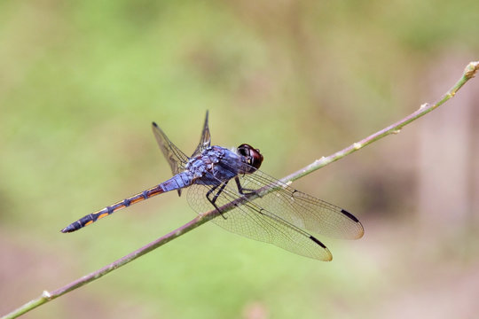 Blue Dragonfly, Common Chaser