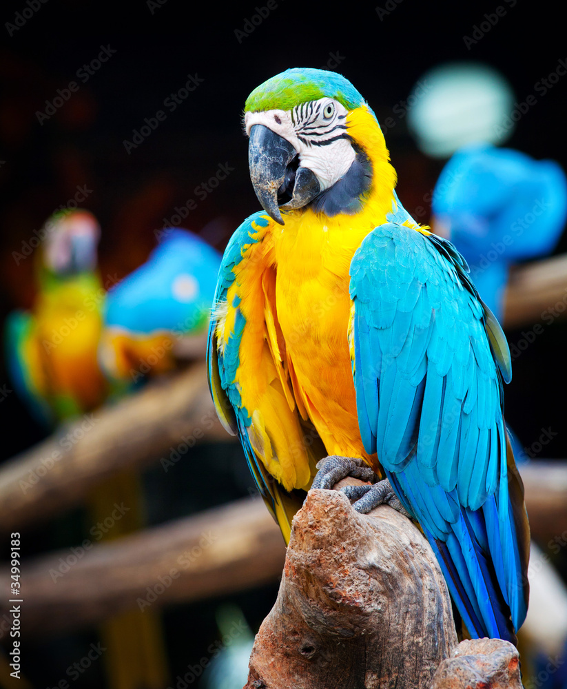 Wall mural colorful macaw sitting in a tree